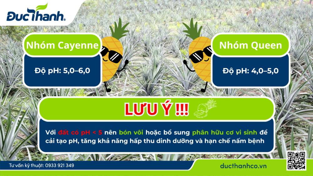 Yêu cầu đất trồng phù hợp cho dứa