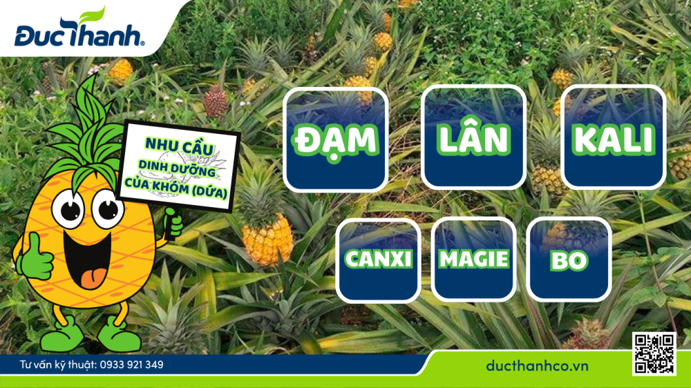 Nhu cầu dinh dưỡng cần thiết cho dứa (khóm)