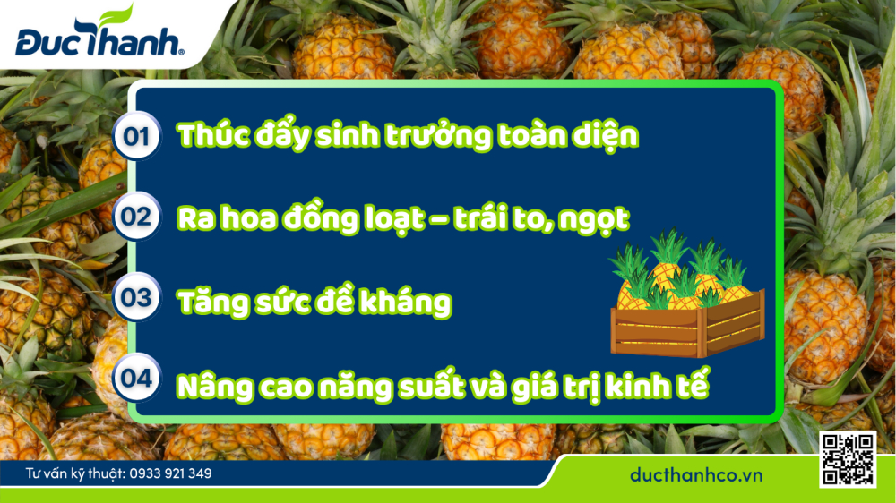 Vai trò quan trọng của việc bón phân cho dứa (khóm) 