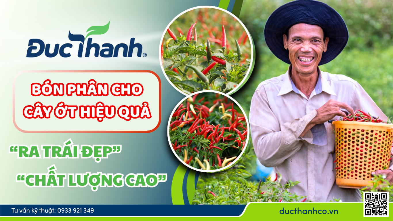 Bón phân cho cây ớt hiệu quả - Bí quyết giúp ớt ra trái đẹp, chất lượng cao