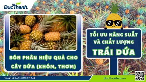 Bón phân cho cây dứa hiệu quả