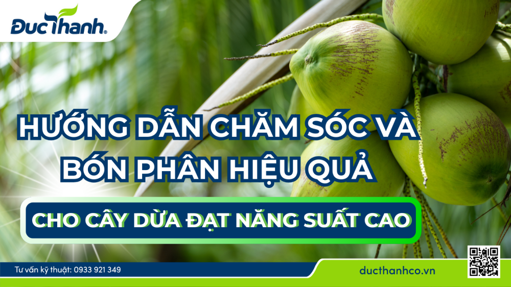 Hướng dẫn chăm sóc và bón phân hiệu quả cho cây dừa