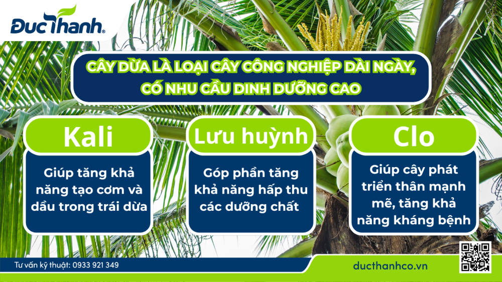Dinh dưỡng thiết yếu cho cây dừa