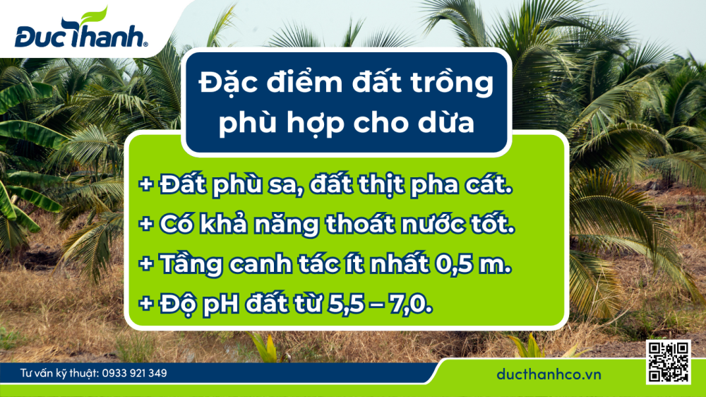 Đặc điểm đất trồng phù hợp cho dừa