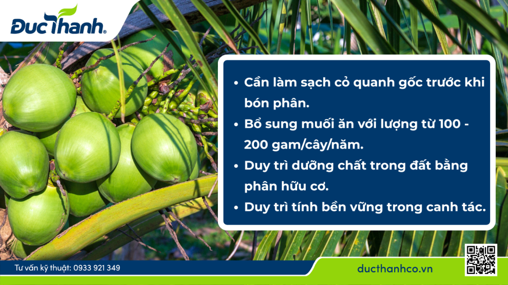 Lưu ý khi bón phân cho cây dừa