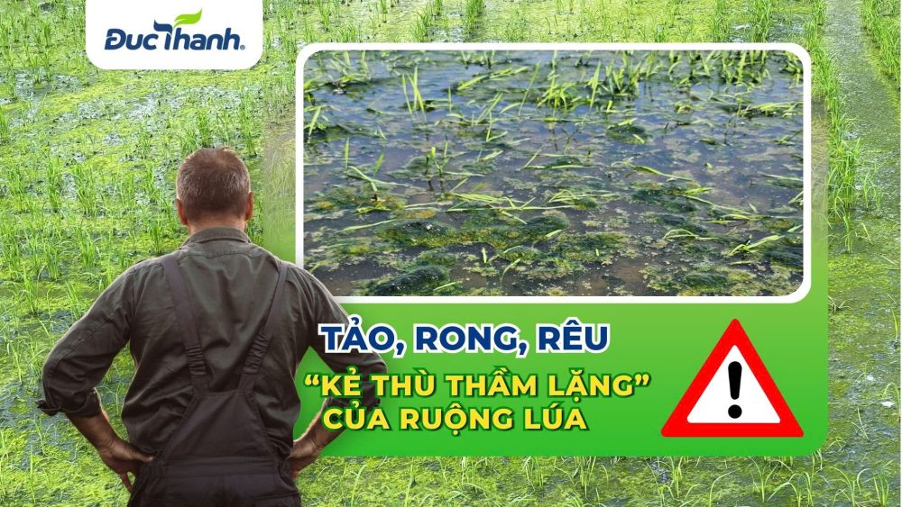Giải pháp xử lý tảo, rong rêu trên cây lúa