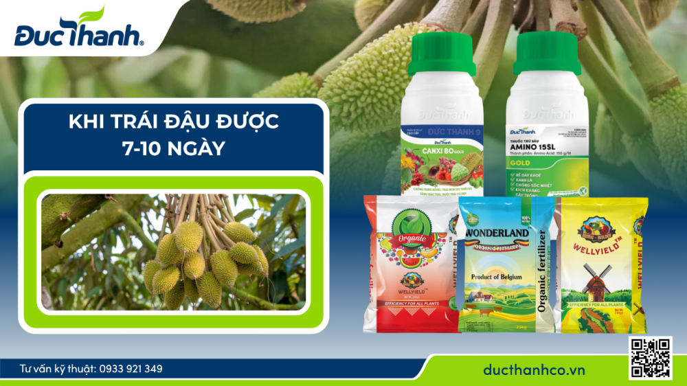 Nuôi trái sầu riêng 7 - 10 ngày hiệu quả theo quy trình phân thuốc Đức Thành