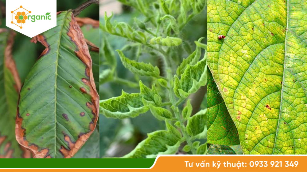 Dấu hiệu nhận biết ngộ độc dinh dưỡng ở cây trồng qua lá
