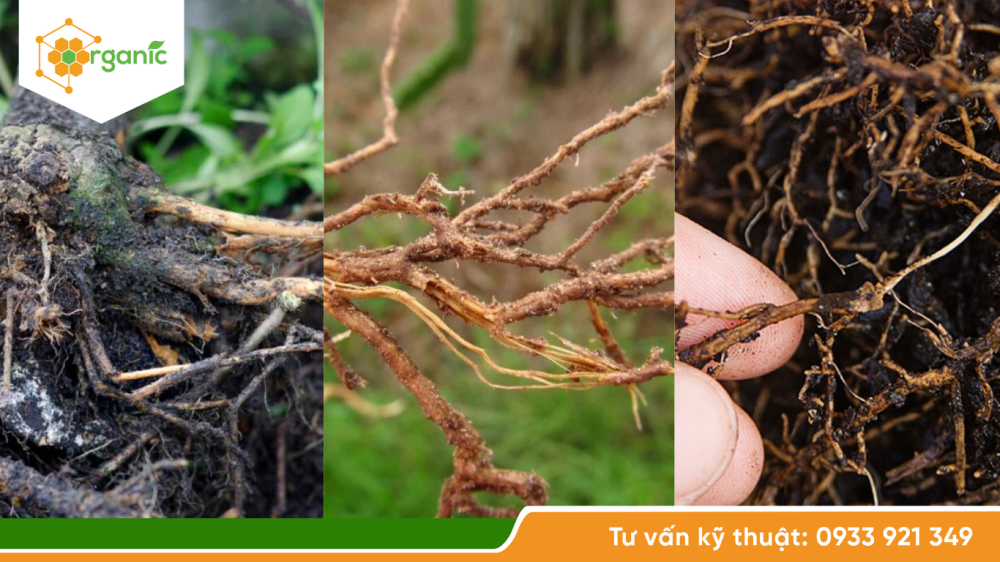 Dấu hiệu nhận biết ngộ độc dinh dưỡng ở cây trồng qua rễ