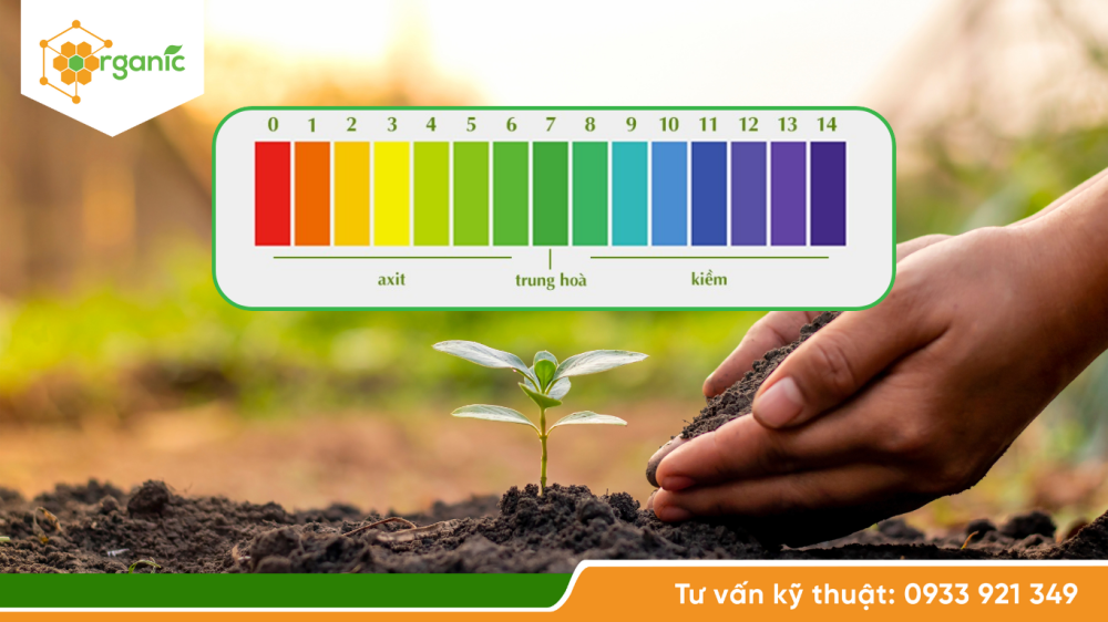 Điều chỉnh pH đất khi cây trồng bị ngộ độc dinh dưỡng