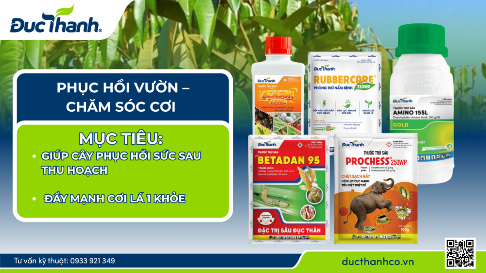 Phục hồi vườn, chăm sóc cơi theo quy trình phân thuốc Đức Thành