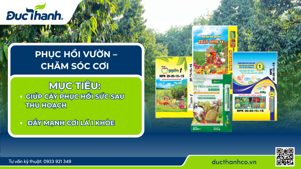 Sử dụng phân bón Đức Thành và phân bón hữu cơ Hi-tech Organic để bón phục hồi sầu riêng