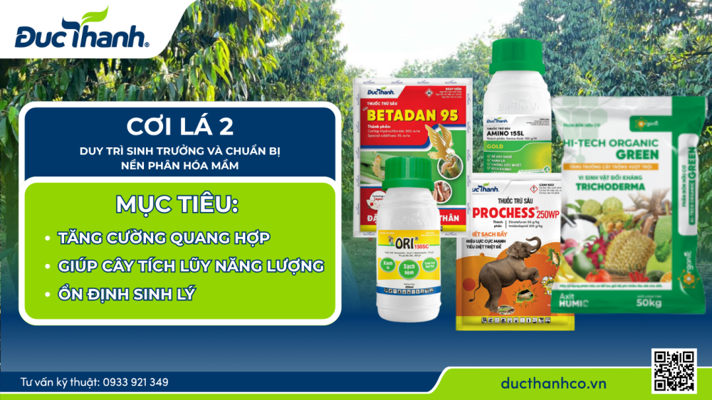 Làm bông – nuôi bông sầu riêng hiệu quả theo phân thuốc Đức Thành