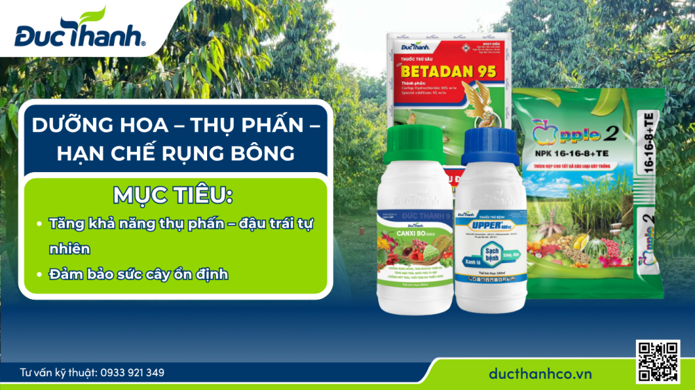Làm bông – nuôi bông sầu riêng hiệu quả theo phân thuốc Đức Thành