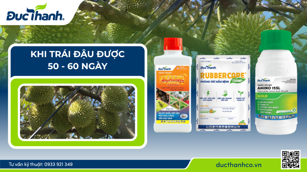Nuôi trái sầu riêng 50 - 60 ngày hiệu quả theo quy trình phân thuốc Đức Thành
