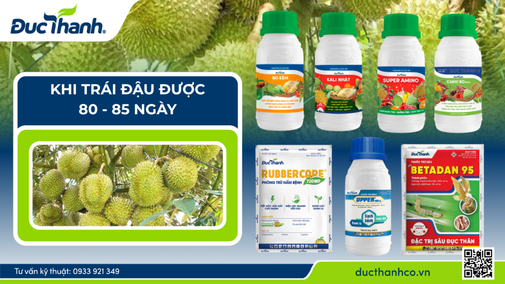Nuôi trái sầu riêng 80 - 85 ngày hiệu quả theo quy trình phân thuốc Đức Thành