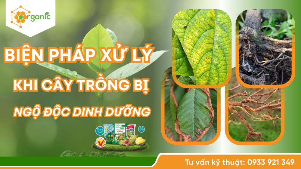 Biện pháp xử lý khi cây bị ngộ độc dinh dưỡng