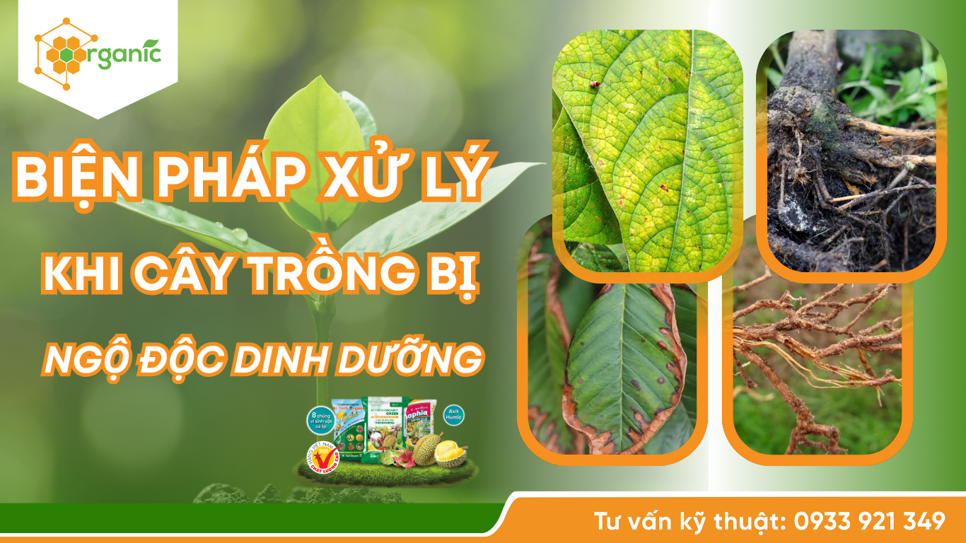 Biện pháp xử lý khi cây bị ngộ độc dinh dưỡng