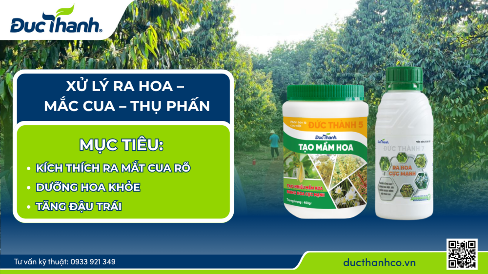 Làm bông – nuôi bông sầu riêng hiệu quả theo phân thuốc Đức Thành