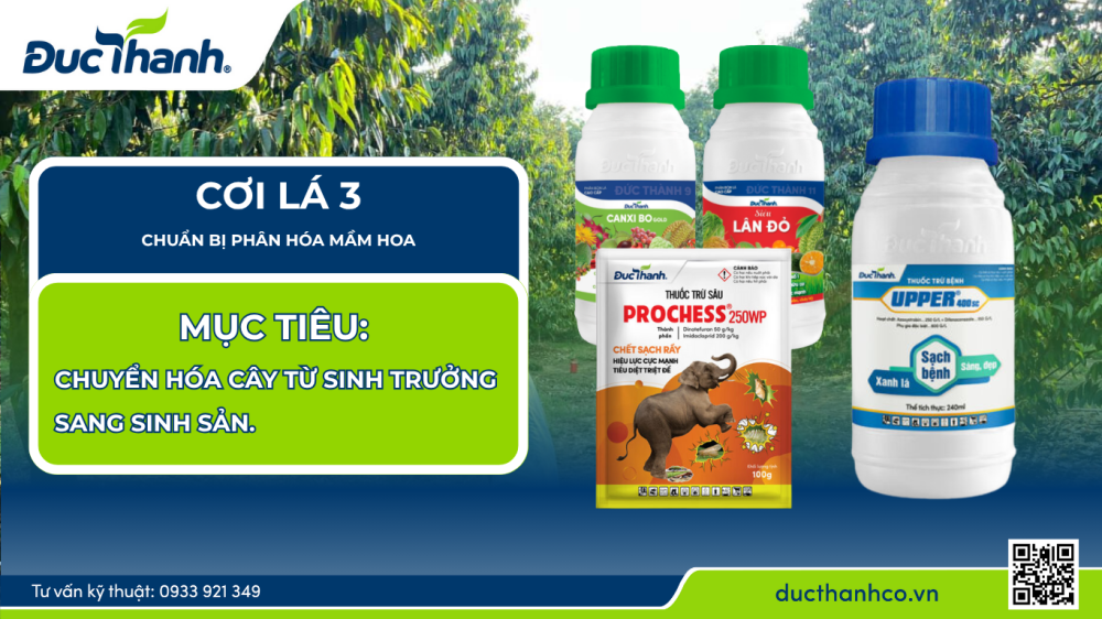 Làm bông – nuôi bông sầu riêng hiệu quả theo phân thuốc Đức Thành
