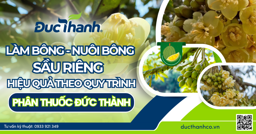 Làm bông-nuôi bông sầu riêng theo quy trình phân thuốc Đức Thành
