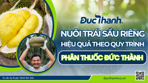 Nuôi trái sầu riêng hiệu quả theo phân thuốc Đức Thành