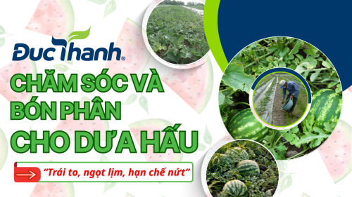 Chăm sóc và bón phân cho dưa hấu - Trái to, ngọt lịm, hạn chế nứt