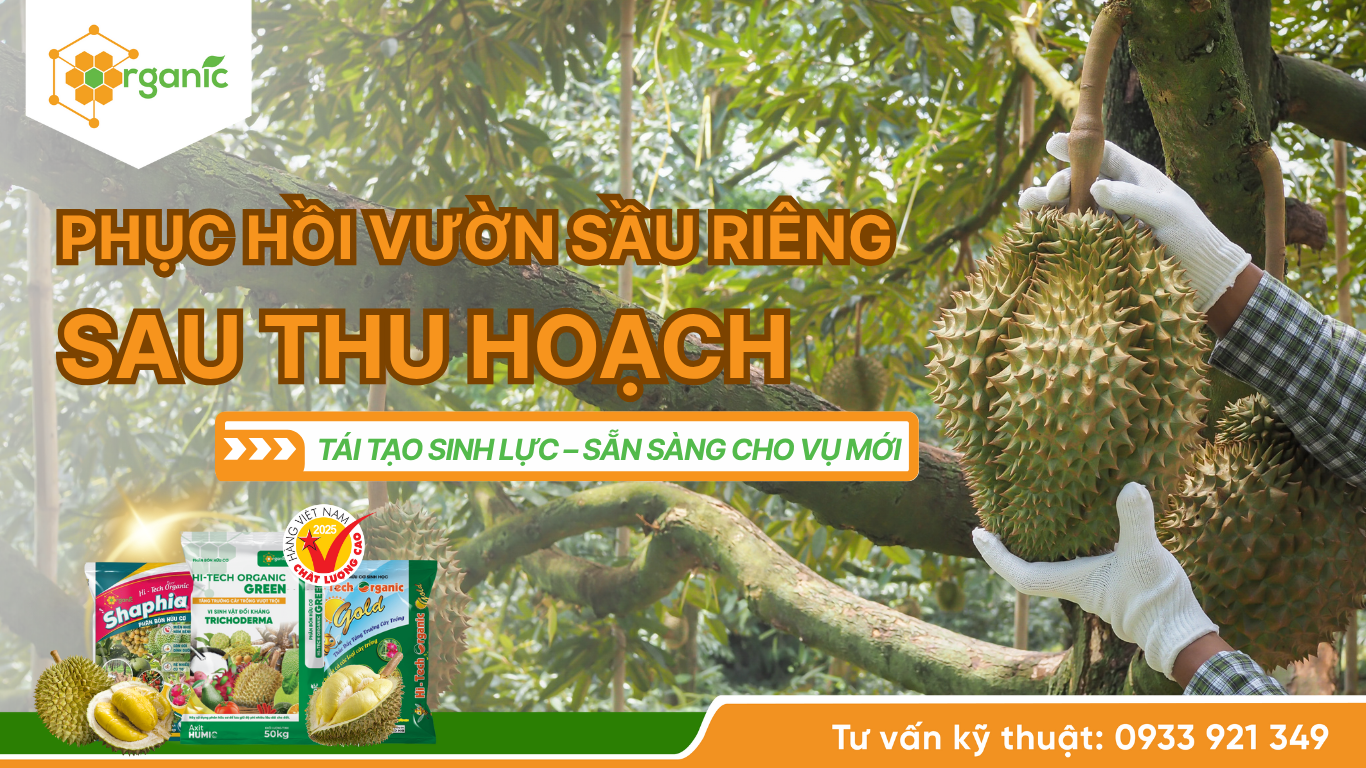 Phục hồi sầu riêng sau thu hoạch