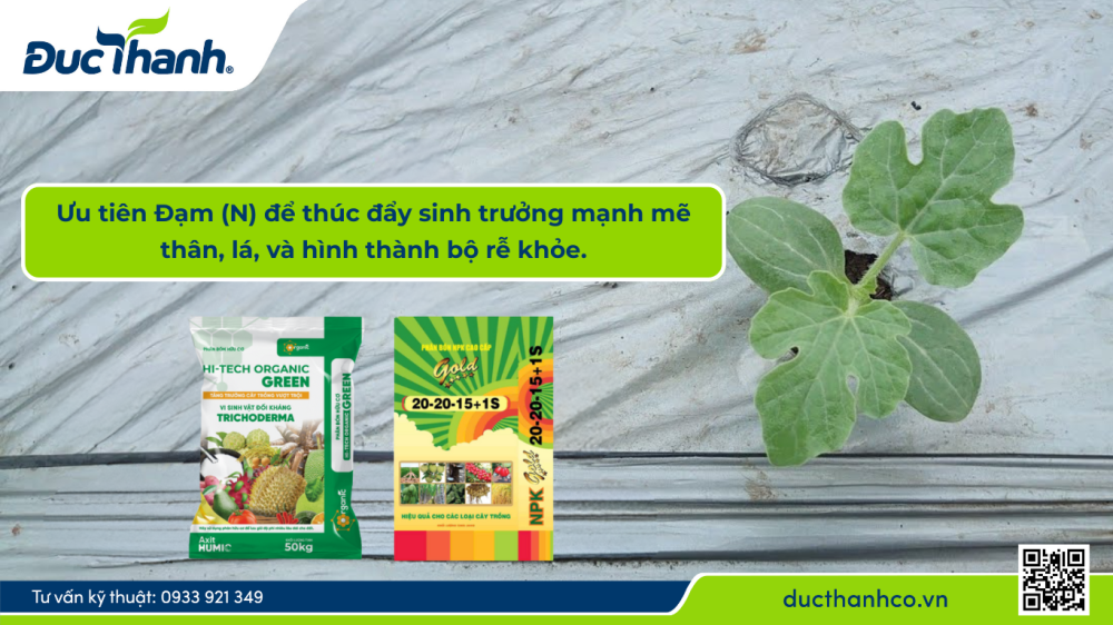 Hình 1. Sử dụng phân hữu cơ Hi-tech Organic và NPK Đức Thành bón lót hiệu quả vườn dưa