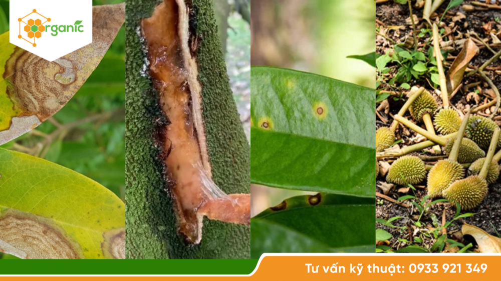 Bệnh hại bùng phát vì ẩm độ cao trong mùa mưa