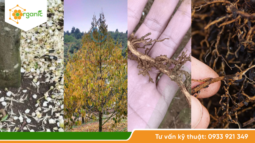Ngập úng - nghẹt rễ - thối rễ do mưa nhiều