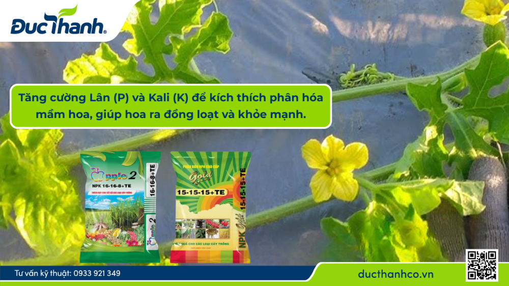 Hình 2. Sử dụng NPK cân đối hoặc hơi nghiêng về Lân và Kali cho giai đoạn dưa hấu ra hoa