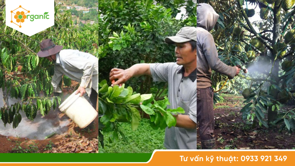 Phòng ngừa bệnh hại do độ ẩm cao trong mùa mưa