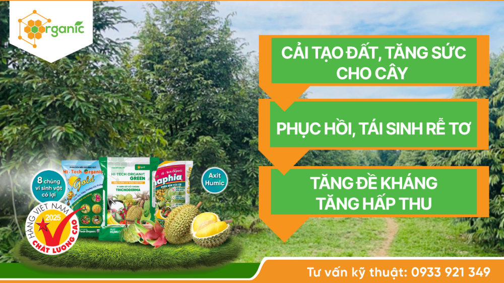 Phục hồi sầu riêng sau thu hoạch bằng phân bón hữu cơ Hi-tech Organic