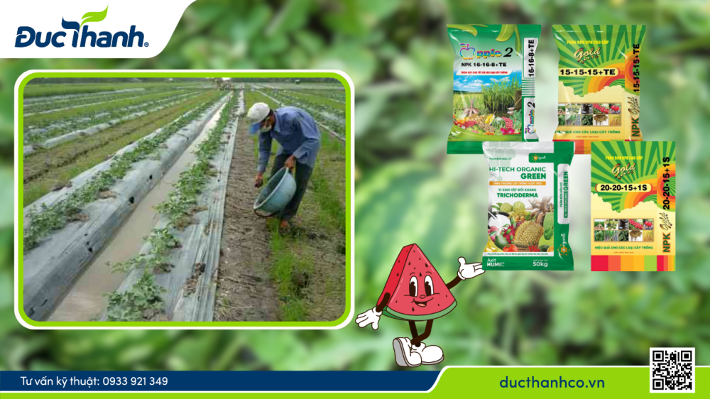Hình 3. Sử dụng phân bón hữu cơ Hi-tech Organic và NPK Đức Thành cung cấp đầy đủ dinh dưỡng cho dưa hấu
