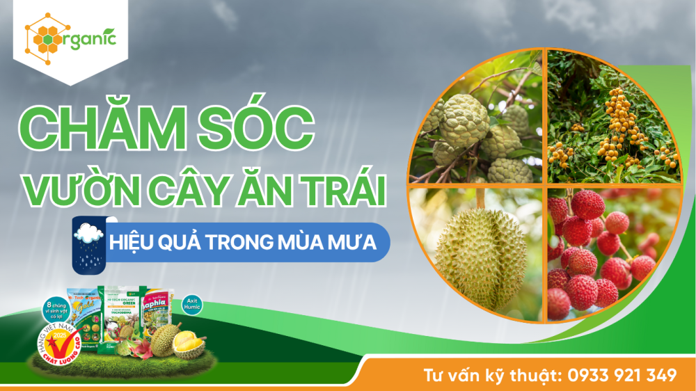 chăm sóc vườn cây ăn trái hiệu quả trong mùa mưa