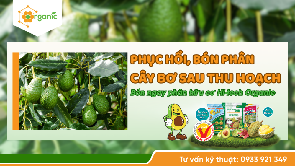 Hình 1. Phục hồi, bón phân cho cây bơ sau thu hoạch