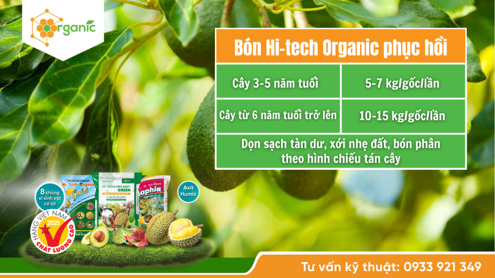 Hình 2. Việc bón phân để phục hồi cây bơ sau thu hoạch sẽ giúp cho cây bơ được phục hồi, tái tạo năng lượng và dinh dưỡng.