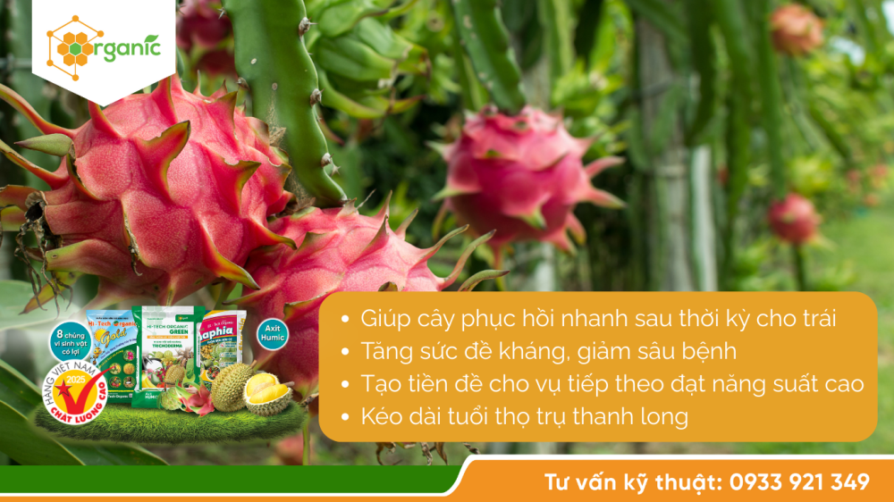 Hình 1. Phục hồi vườn thanh long sau thu hoạch