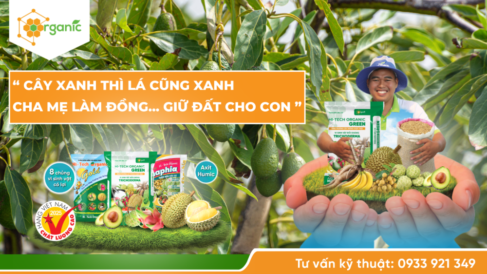 Hình 4. Sử dụng Hi-tech Organic để bón hồi phục cho cây bơ hiệu quả