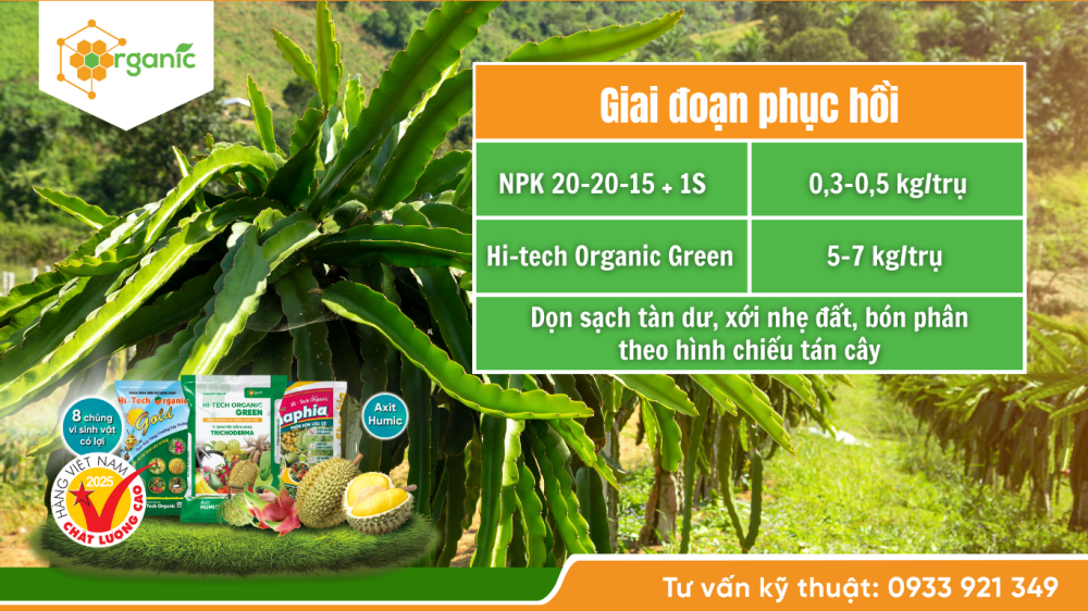 Hình 3. Bón phân cho thanh long giai đoạn phục hồi