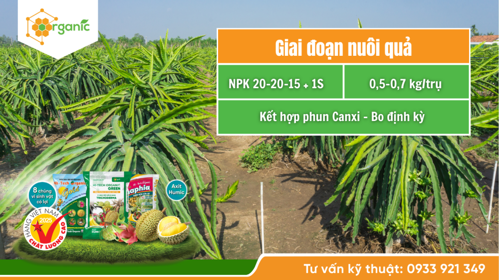 Hình 5. Bón phân cho thanh long giai đoạn nuôi trái