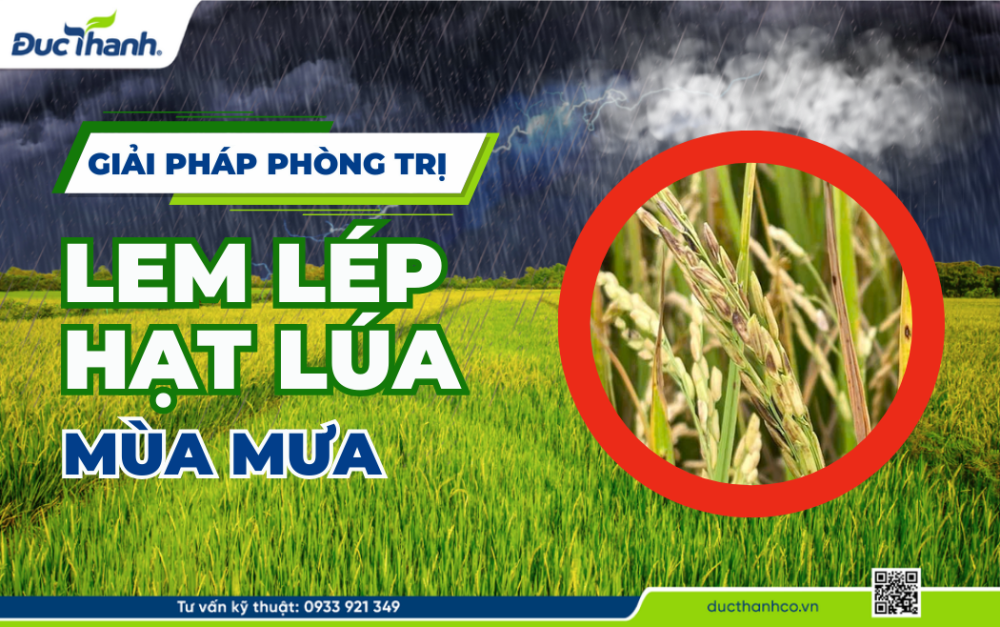Phòng ngừa lem lép hạt lúa mùa mưa