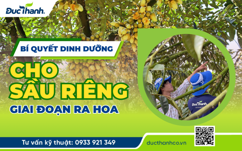Bí quyết dinh dưỡng cho sầu riêng giai đoạn ra hoa
