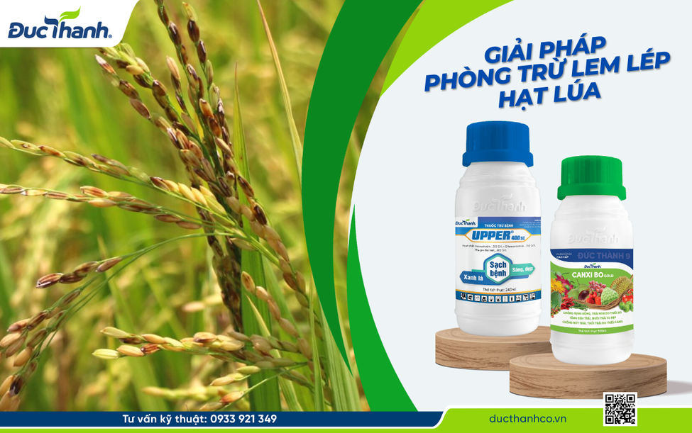 Hình 3. Giải pháp phòng ngừa và quản lý lem lép hạt lúa mùa mưa