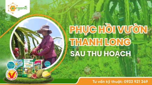 Phục hồi vườn thanh long sau thu hoạch