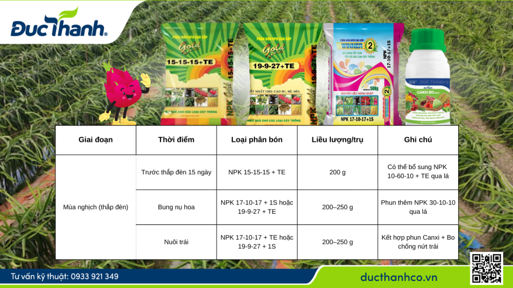 Bón phân cho thanh long mùa trái vụ