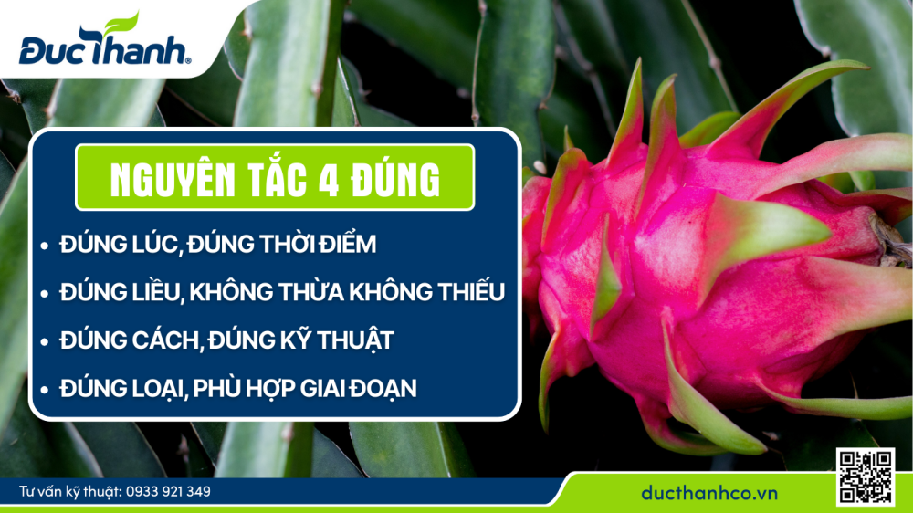 Nguyên tắc bón phân cho thanh long