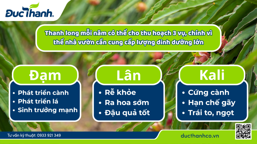 Nhu cầu dinh dưỡng cây thanh long