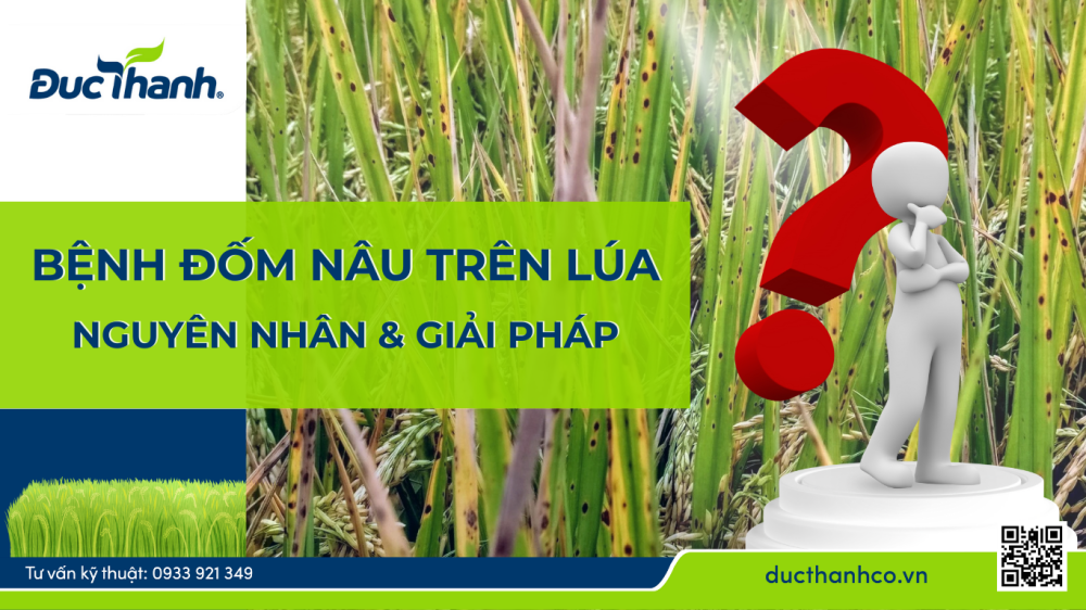 Bệnh đốm nâu trên lúa – Nguyên nhân, triệu chứng và giải pháp quản lý